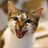 GPauhlan's profile image