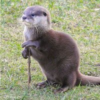 Monkey1n2 (@monkey1n2) 's Twitter Profile