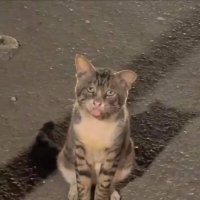 Harry Lin (@harrylin09) 's Twitter Profile