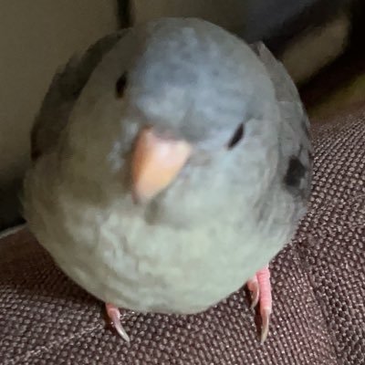 鳥好きさんと繋がりたい( •ꙍ•́ )✧サザナミインコさんの情報共有したいです！鳥さん全般可愛い大好きです♡虹の橋を渡ったささみと新しくお迎えしたよもぎと暮らしてます。無言フォロー失礼します