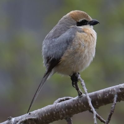 北広島市周辺で地域の鳥を見ていきたいです。地域の人と観察状況なんかを共有出来たら楽しいなぁなんて思ってます。無言フォロー失礼します。突然のDMは対応しかねますのであしからず。
