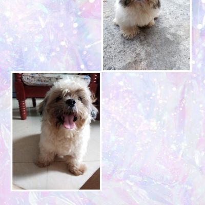 arf arf 🐕🐶