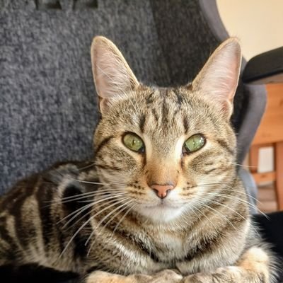 South West London Tabby