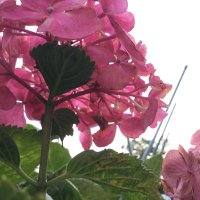 あまちゃ (@matyaorikiri) 's Twitter Profile