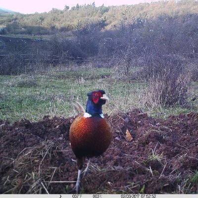 josefmatthes1's profile picture. 