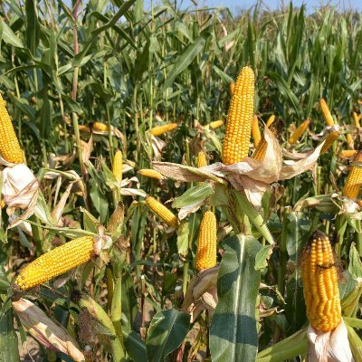 RolnicyPodlasie's profile picture. 🚜 Rolnicy z Podlasia 🚜