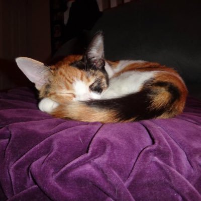 RobinSparkles76's profile picture. 💙’s: Hello Kitty, aminals, New Wave, Summer, Lapras, Wooloo, films, Futurama, Grey’s, Red Dwarf, sleeping. Hates: Winter, snow & spearow