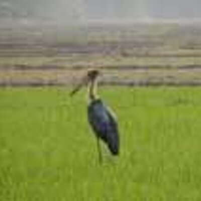 HimalayanNature's profile image