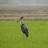 HimalayanNature's profile image