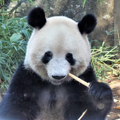 シャンシャン誕生を機に、上野動物園に通い始めました🐼時々ですが楽しい、かわいい写真をアップしてまいりますので、よろしかったらご覧下さい☺️