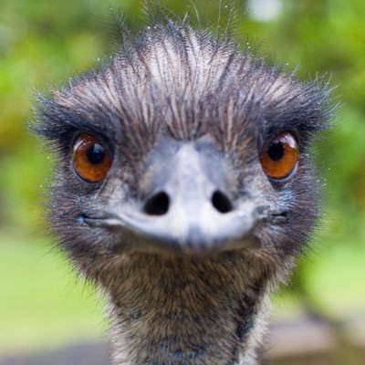 emmanueldoingit's profile picture. end the duopoly