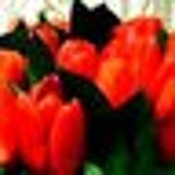 yuudachi3340962's profile picture. 안녕!게임 #편의점샛별이의 팬 계정.팔로우를 클릭하고 바이브합시다.