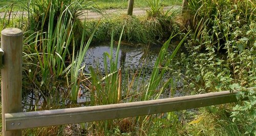 In the grounds of Heathfield House. Newts, rare fruit breeds, sheep, bees and much more. Open to public twice a month. School visits welcome.