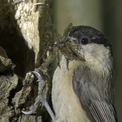 Willow tit Specialist ,BTO Ringer/Trainer ,Nest Recorder ,Author