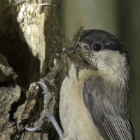 Dr Willow tit(@Willowtit54) 's Twitter Profile Photo