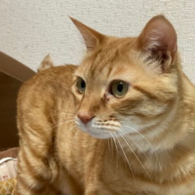 小麦ちゃん🐾さんのプロフィール画像
