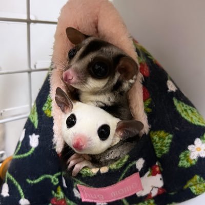 Hello! We are Kiki and Lamu the sugar gliders |  2匹のフクロモモンガと暮らしています♡ | キキ♀🏡2021年6月13日お迎え| ラム♀🏡2022年2月5日お迎え| 無言フォローごめんなさい🙇🏻‍♀️