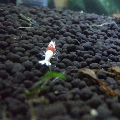 tkohatch's profile picture. 生き物。