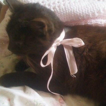 kittenc4ls's profile picture. ♡ribbons in our hair and our eyes gleamed mean♡