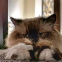 The Chonky God (@thechonkygod) 's Twitter Profile Photo The Chonky God (@thechonkygod) 's Twitter Profile Photo