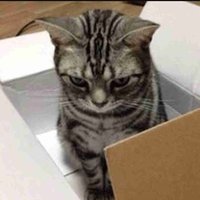 猫と暮らしたい (@shpanozf9f59112) Twitter profile photo