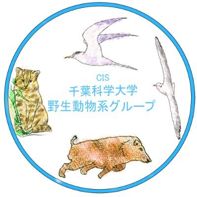 千葉科学大学 動物危機管理学科で野生動物の研究をしている研究室のアカウント。2020年～銚子近辺の海鳥・渡り鳥のモニタリングをしています。2023年～銚子市内における野生動物の出没情報を募集しています。地域の方、鳥に詳しい方、ご協力の程、宜しくお願い致します！
*2024年は情報発信にもトライしていきます！