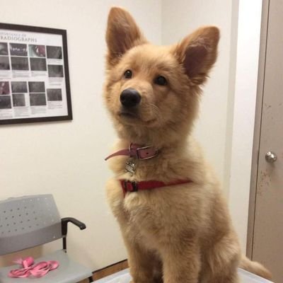 CuteDogsLovers Profile Picture