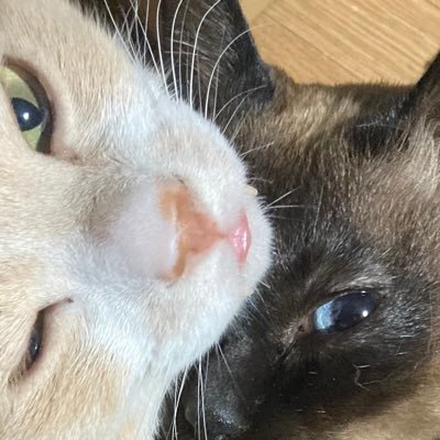 shz_yuu's profile picture. 地方在住/エンジニアになりたい 8/27～#HappinessChain に入会