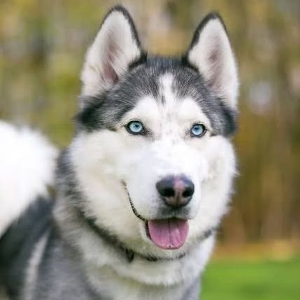 🐕Welcome  to #husky lover world🐕
We shere Daily Husky content
 👇Follow us @huskyloverworl👇