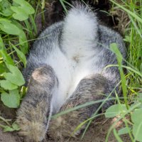 ANormalRabbit (@anormalrabbit) 's Twitter Profile