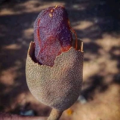 saiful_0123's profile picture. meneng bae laa