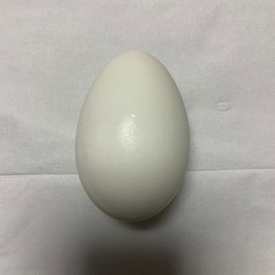 Fake eggs Profile
