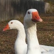 Goose887 Profile Picture