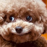 ray (@raynaramariane) 's Twitter Profile