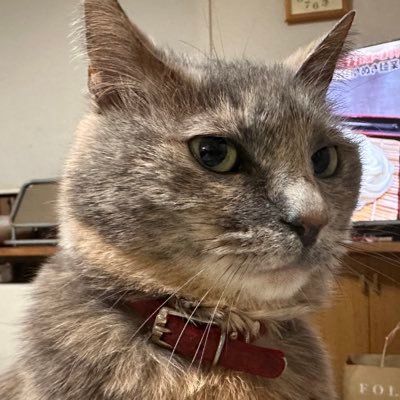 フサコだにゃ！肉球でスワイプするにゃ 時々中の人が出てくるにゃ My cat FUSAKO is Beautiful ex-abandoned cat… Tweet the various things of Japan！！