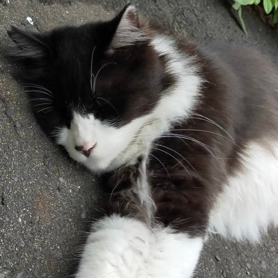 Saphir_Zero's profile picture. 