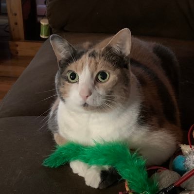 LornaRigney's profile picture. I'm a wife of 40yrs  to a wonderful man that I love. I have a Calico cat named Remy. I love Jesus, he is my rock , my savior,my healer and my redeemer