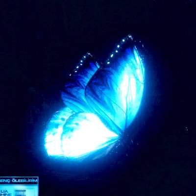 Zepsiin's profile picture. 🌑🦋