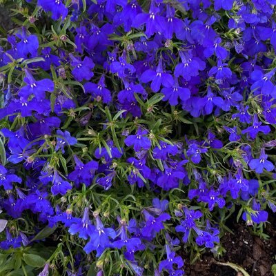 Ghadeer17199634's profile picture. 