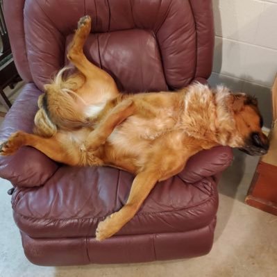 BasementGringo's profile picture. 