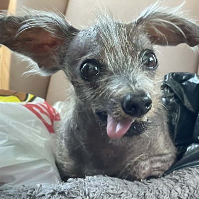 shera7366960880's profile picture. Digital, faith and equality | Senior Content Designer - public sector | General Synod - @secsynod | ADHD + 🏳️‍🌈 | Views my own | Mastodon @vce_elliott@mas.to