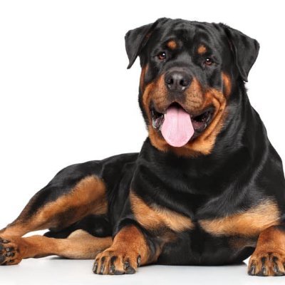 AntiPetral34347's profile image