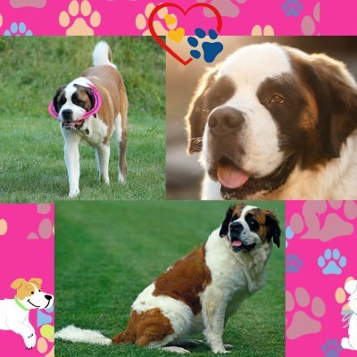 Criadero cachorros Panamá