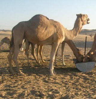 SamBingley's profile picture. 