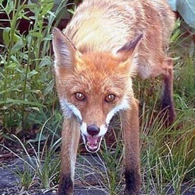 ごんお前だったのかbot Kitsune Rankaku Twitter ごんお前だったのかbot Kitsune Rankaku Twitter