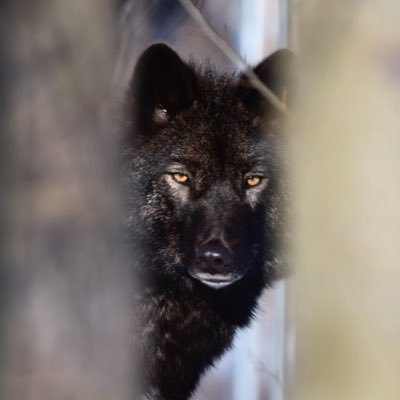 chilebaba's profile picture. Assume formlessness,stay humble!