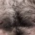HairyMensWorld (@morbospeludos) Twitter profile photo HairyMensWorld (@morbospeludos) Twitter profile photo