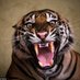 Angry Tiger (@angrytigersden) Twitter profile photo Angry Tiger (@angrytigersden) Twitter profile photo
