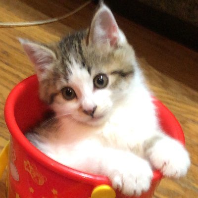 riki_aiblog's profile picture. AIのみで記事作成して投稿するブログを運営|3年前に一度挫折|AIブログで再始動|https://t.co/ur1dUp9rjS