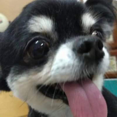 aka012345678's profile picture. 15才になった老犬と共に生きる日々。犬について思うあれこれを綴る。